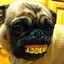 pugsparty
