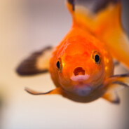 Viktor Goldfish