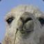 Just_llamas