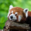 Red_Panda