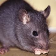 LINGUINI