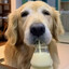 wise banana milk dog