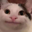 Просто CAT