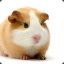 Guineapigs1