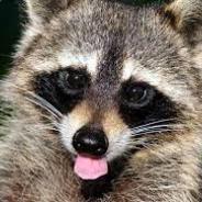 Mad Raccoon avatar