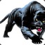 Panthera