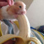 The banana-eating hamster