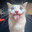 Not Sophisticated Clown