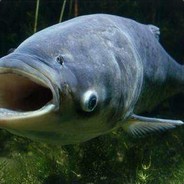 裤儿里有胖头鱼