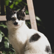 AAA专业去犹从无差评