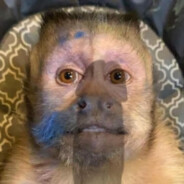Monito Triste