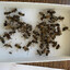 exactly 42 bees