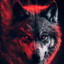 Solo-Wolf