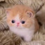 Котята ебашут гер