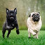 snugglePug2026
