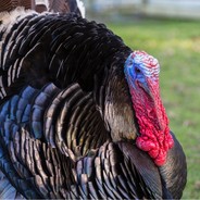 Sainsburys Meal of the Deal