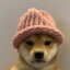 CrazyDog