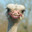 sobossostrich