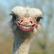 sobossostrich