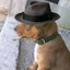 Zeca