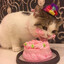 cakes