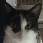 ATcat avatar