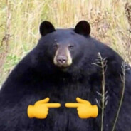 zinaive
