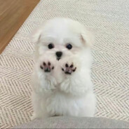 宇宙超级无敌小狗狗