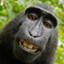 Monkeydookie