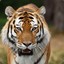 Tiger001