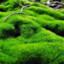 Mosssed
