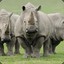 RyRyTheRhino