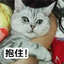 喵本猫