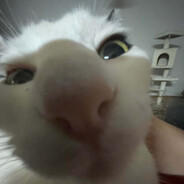 zookobop