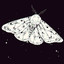 Moth Lord