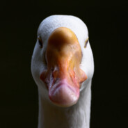 Goose avatar