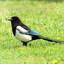 Random_bird