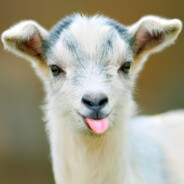 GoatsAreForSex