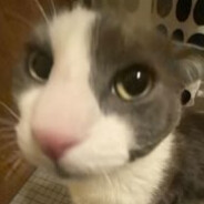 kitty's avatar