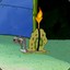 Lightning Larry Luciano