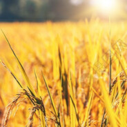 书生意气 挥斥方遒