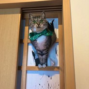 开门大吉吉扑面