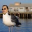 Steven Seagull