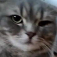 Are you winning, son?