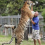 AMUR TIGER