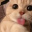 猫猫能有什么坏心思
