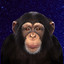 CHIMPANZEE