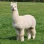 Alpaca