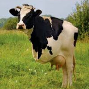 moopie