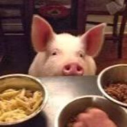 八戒售卖荷兰小香猪